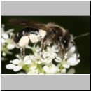 Andrena proxima - Sandbiene w01c 8-9mm OS-Hasbergen - det.jpg
